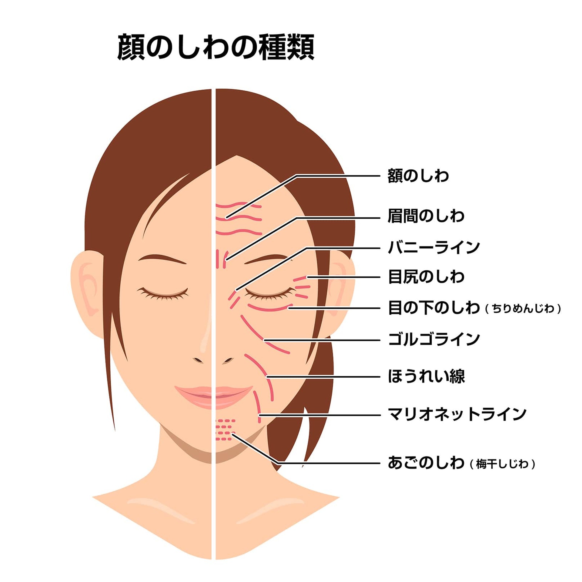 ほうれい線ができるメカニズム